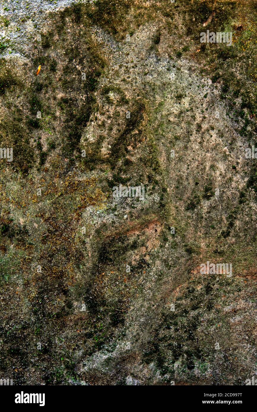 Frankreich, Vogesen, Saint die des Vosges, keltisches Lager der Bure, befestigte gallische und galloromanische Stätte, Beerdigungsstele, der Pferdefisch Stockfoto