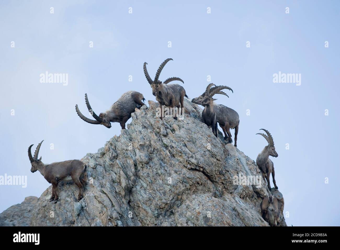Frankreich, Savoie, Beaufortain-Massiv, alpine Tierwelt, Gruppe von alten männlichen Steinböcken zur Presset-Hütte Stockfoto