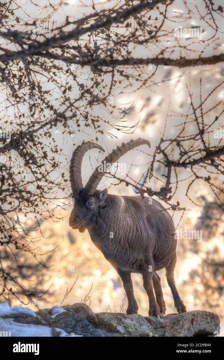 Italien, Piemont, Massiv du Grand Paradis, alter Steinbock über dem Dorf Valnontey Stockfoto