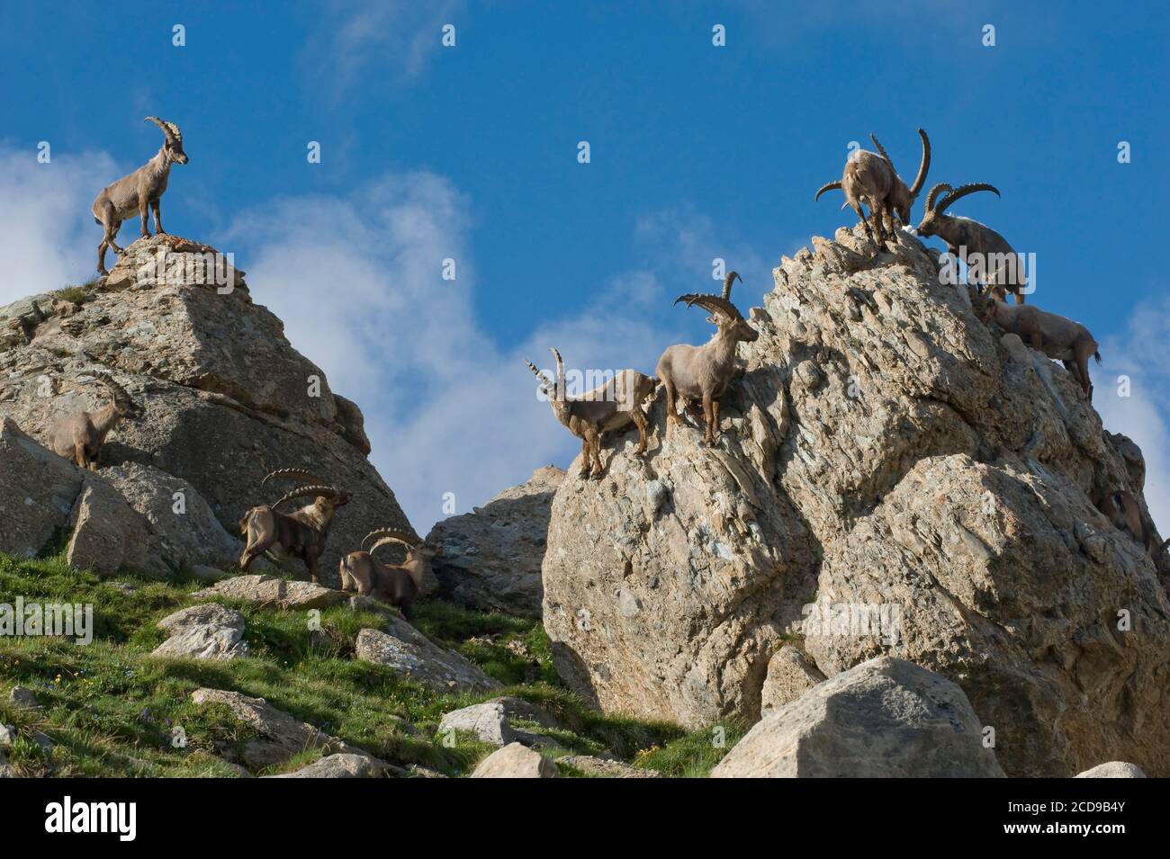 Frankreich, Savoie, Beaufortain-Massiv, alpine Tierwelt, Gruppe von alten männlichen Steinböcken zur Presset-Hütte Stockfoto