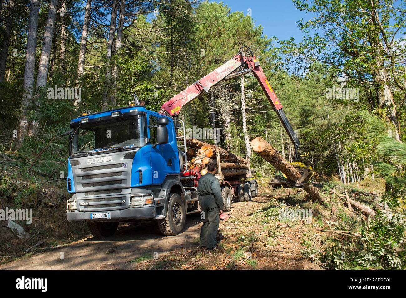 Frankreich, Haute Corse, Vivaro, im Verghello Wald, Verladung von Baumstämmen auf Kranwagen Stockfoto