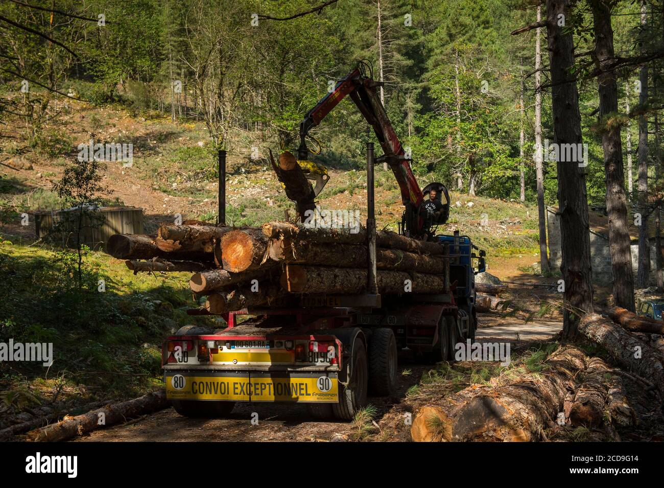 Frankreich, Haute Corse, Vivaro, im Verghello Wald, Verladung von Baumstämmen auf Kranwagen Stockfoto