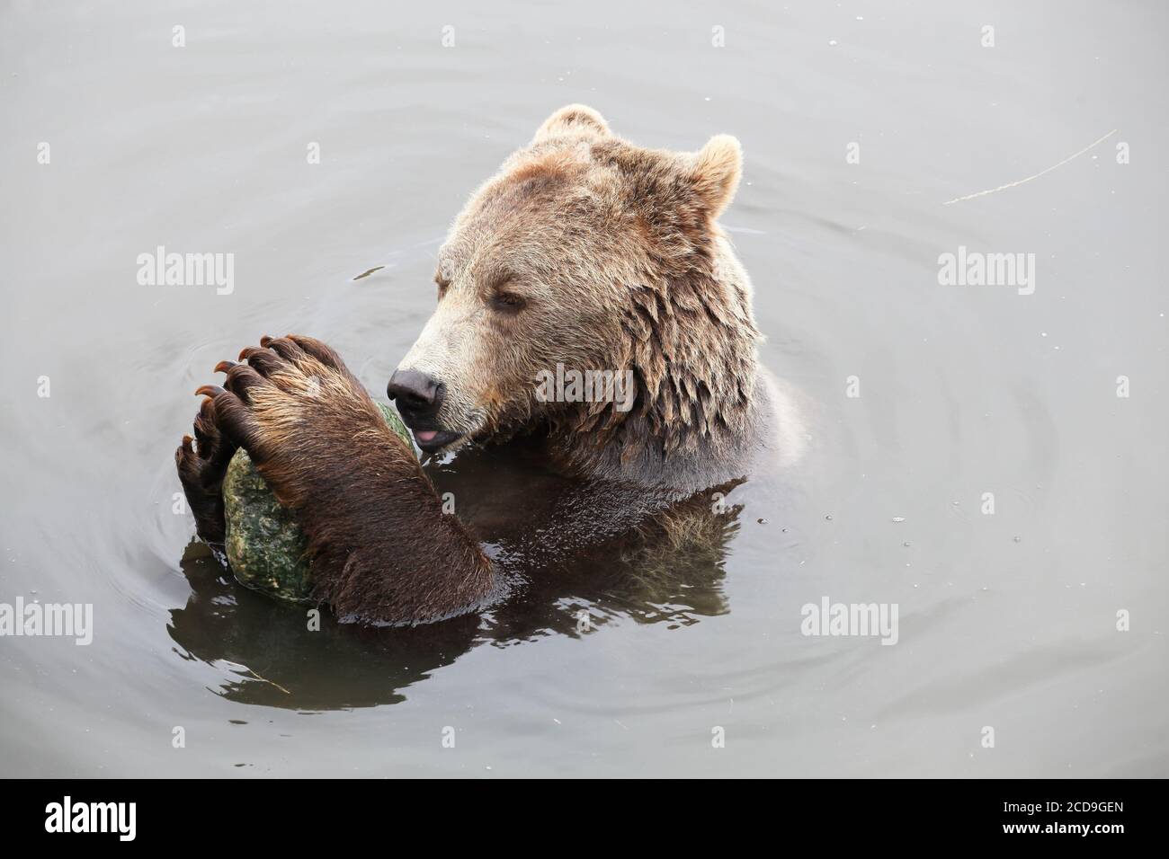 Brauner Bär Spielen im Wasser mit einem Stein Stockfoto