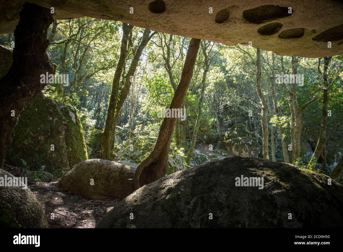Frankreich, Corse du Sud, Alta Rocca, oberhalb von Levie, Spaziergang zu den historischen Stätten Castellus de Cucuruzzu und Capula, Durchgang zu den Granitblöcken im Wald Stockfoto
