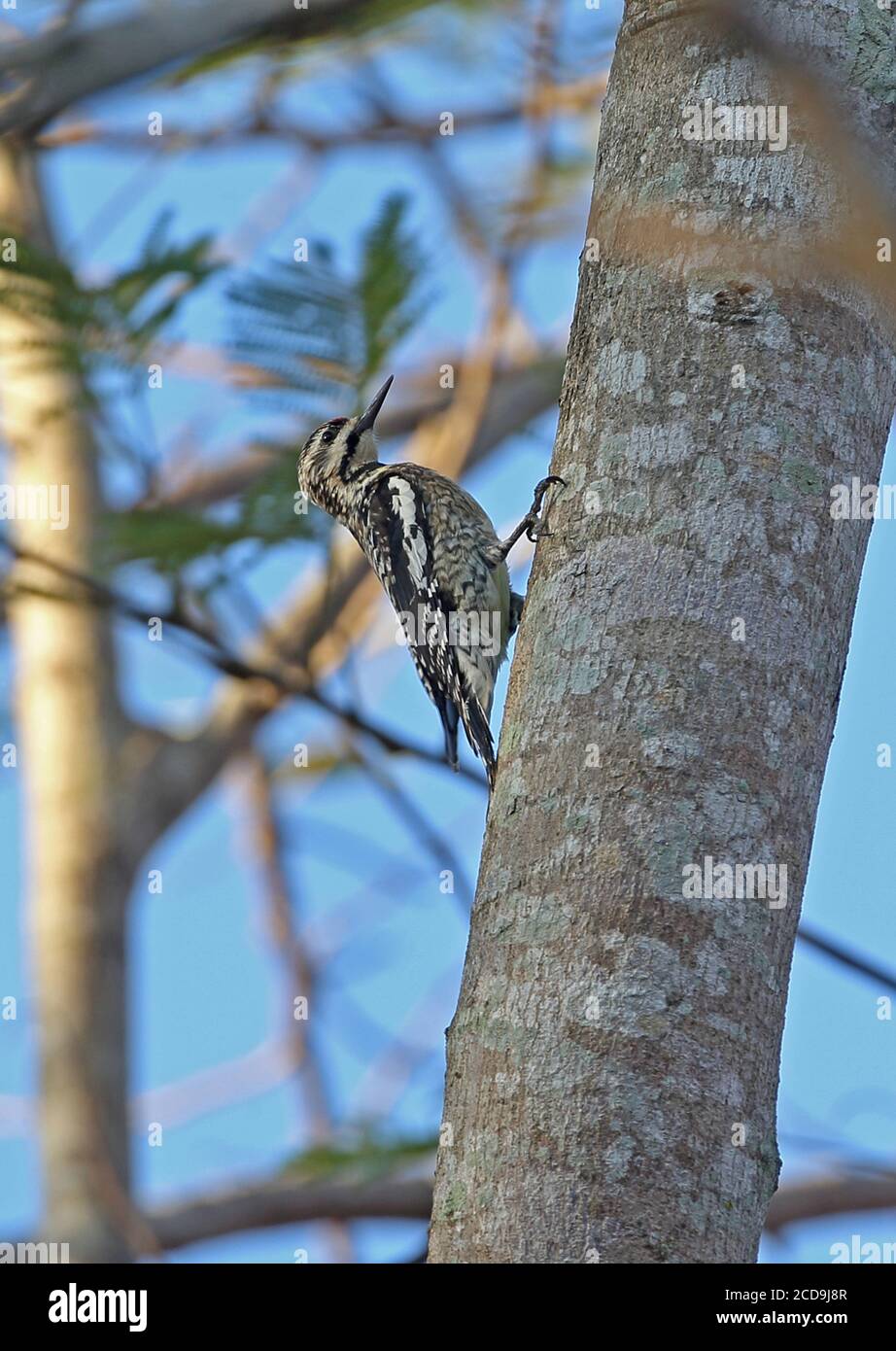 Gelbbauchiger Sapsucker (Sphyrapicus varius) unreif, der sich am Baumstamm La Belen, Kuba anklammert März Stockfoto