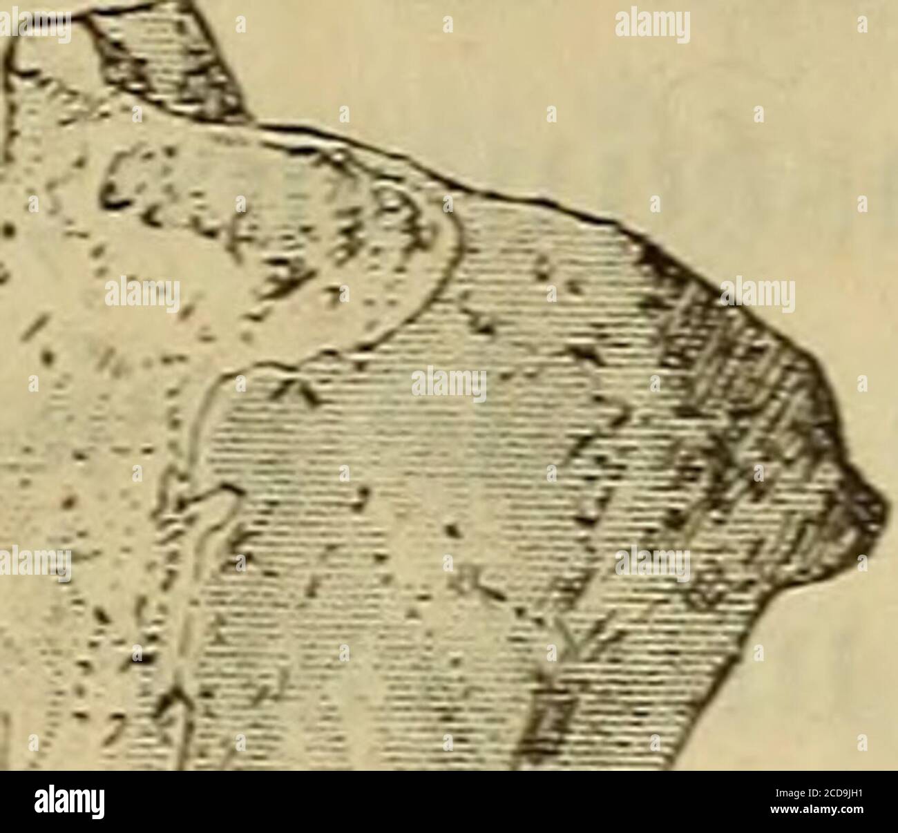 . Annales des Sciences naturelles . e le ^ zv ^* montre la figure que ^^î^ ^V Jen donne (fie 11) o Abb. 11. – Section de la carapace du IVE^roc/rts?/jDî&lt;s on comprendra GaUlEe passant par une des sutures Reliant deux maintfinnt rom- plaques lune à lautre. Lespace séparant les deux plaques est comblé par du carbonate de chaux. Ment, en présence de tant de Points de ressemblance, les uns concernant laapparenceextérieure, les autres la structure intime, jai été, degrc^Spar degrés, Conduit à marrêter, au sujet de la pièce trouvéeà Larnagol, à lidée quelle provenait très probablementdun Mammifèr Stockfoto