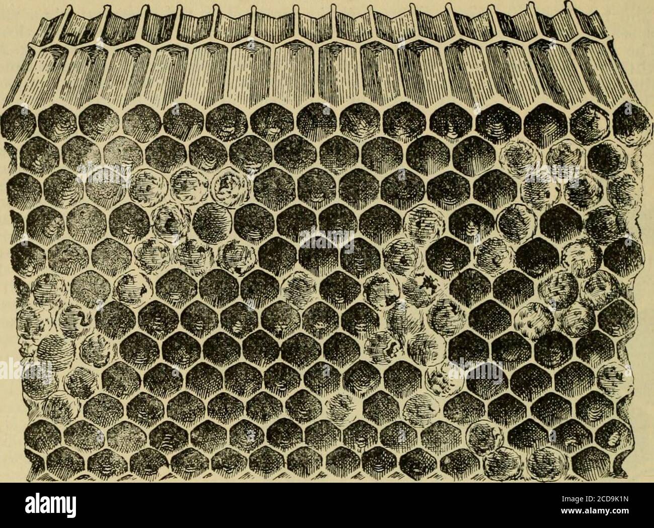 . Nachlese in der Bienenkultur . Abb. 3. – die Roppheit der amerikanischen Foul Brut. (Original.) Basis der Zelle (Abb. 5, ?•). Ein kleines Prozent-Alter der Larven stirbt nach dem Kappen, aber manchmal werden recht junge Larven angegriffen (Abb.5, e, m). Versunkene und perforierte Kappingswerden manchmal beobachtet, genau wie in amerikanischen 40<i Gleanings in Bee Culture. Abb. 4. - American Foul-Bruod Kamm, zeigt unregelmäßige Flecken von versunkenen Zuordnungen und Schuppen, Position des Kamms zeigt die beste Weise, um die Schuppen zu sehen. (Original.) Die Po- Foul-Brut (Abb. 2, c, g, j). Die früheste Indikation der Krankheit ist eine leicht gelbe Orgr Stockfoto