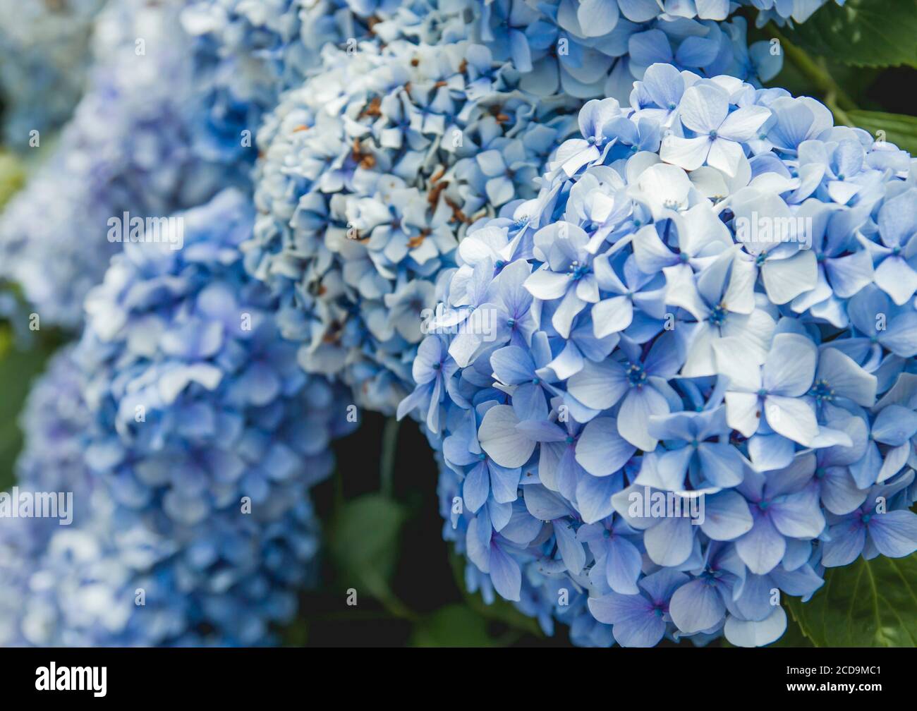 Blaue Hortensien blüht Stockfoto