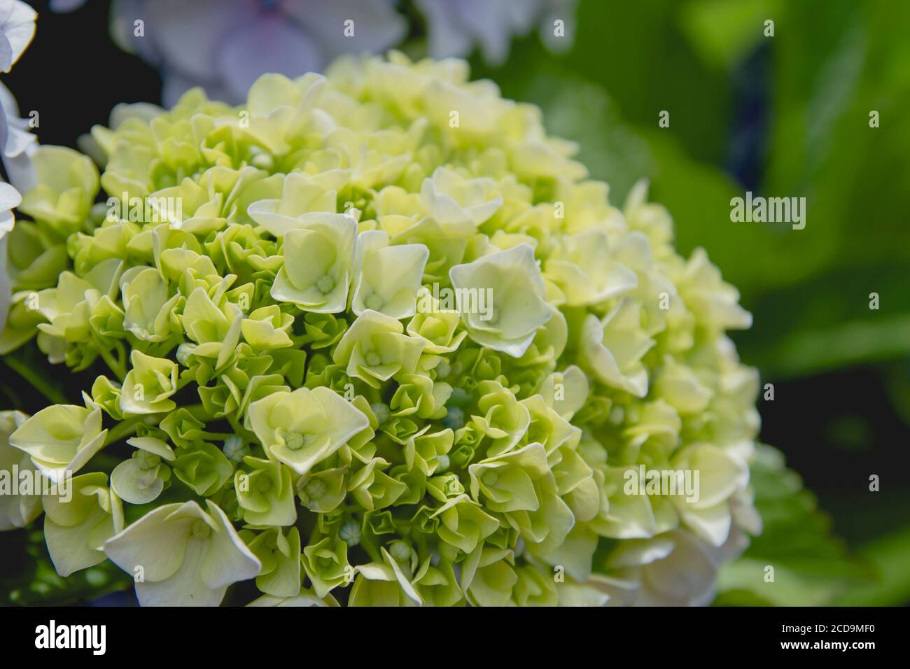 Hydrangea blüht im Frühjahr Stockfoto