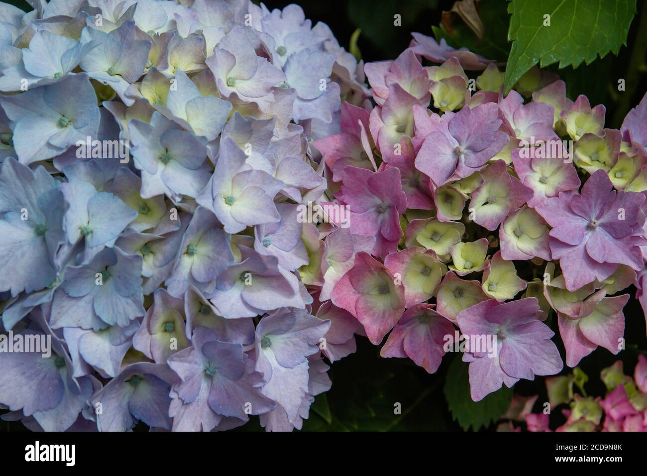 Blau, rosa und violett blühende Hortensien Stockfoto