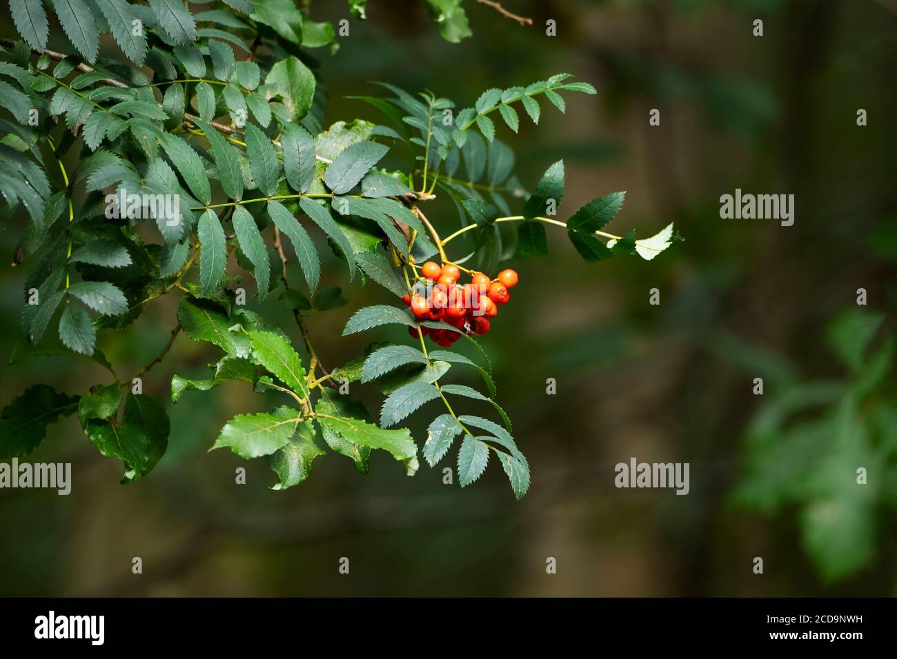 Rowan Berries Sorbus aucuparia Reifung Ende August auf einer Rowan oder Mountain Esche in West Yorkshire, England Stockfoto