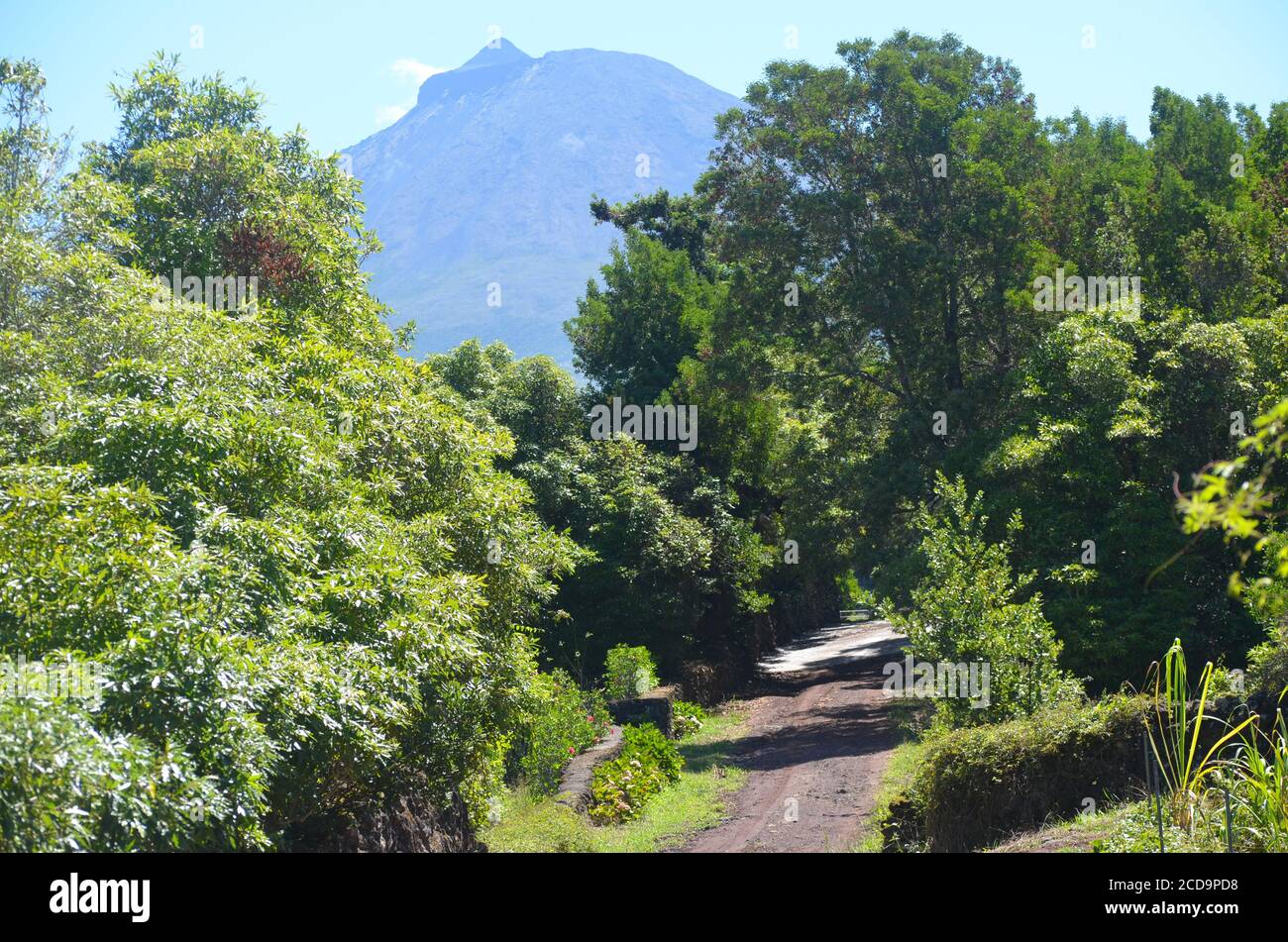 Üppige Vegetation auf der Insel Pico, Azoren-Archipel Stockfoto