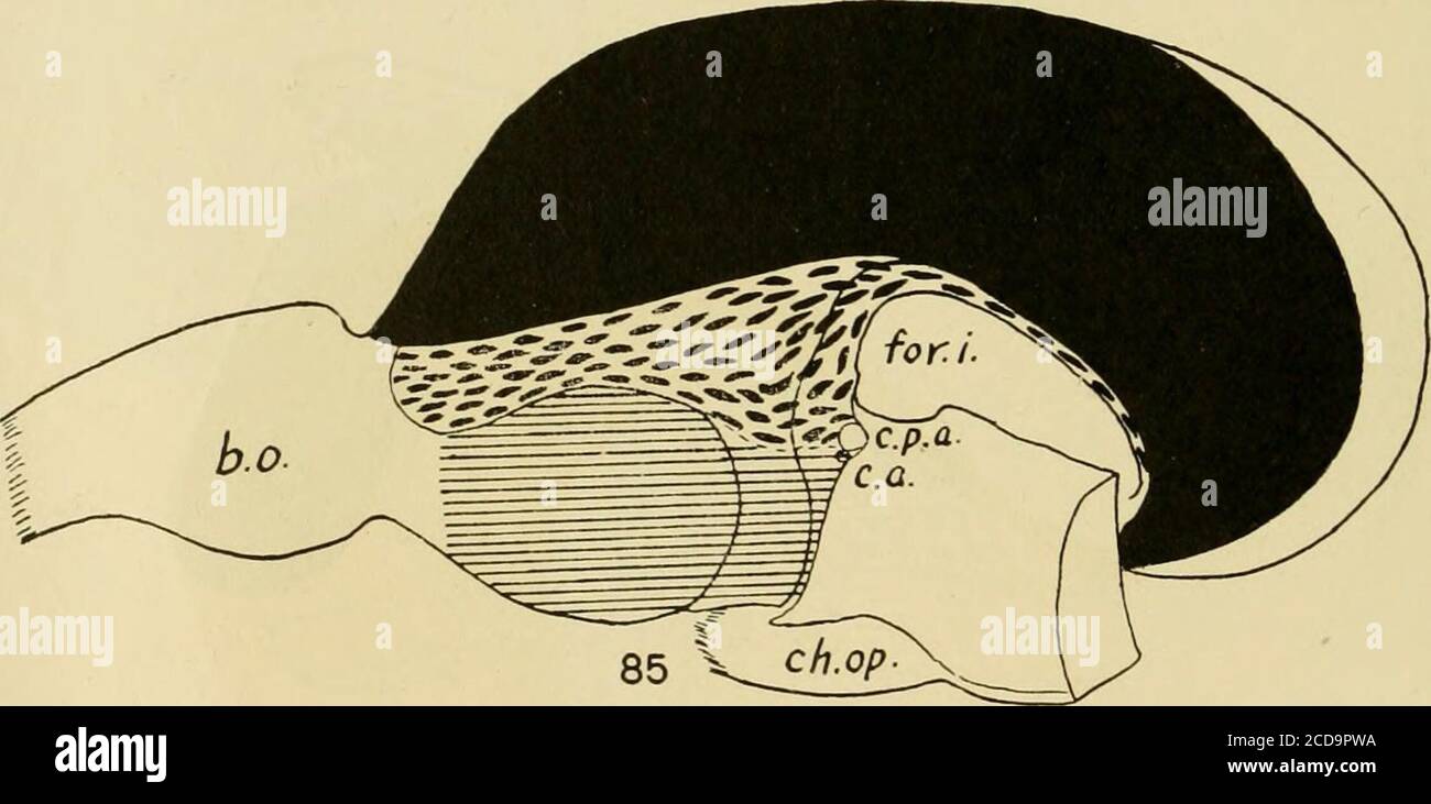 . Journal of Comparative Neurology . Abb. 84 Diagramm des Vorderhirns von Scyllium zur Veranschaulichung der Beziehungen durch die Autoren. Das hippocampale Primordium wird durch die neuroporische Aussparung vom Paraterminalkörper getrennt. Aus diesem Primordium entstehen bei höheren Wirbeltieren zwei Strukturen: Hippocampus-Bildung und ein körperloser Restkörper, der bei Säugetieren durch das Septum pellucidum repräsentiert wird.Diese Reststruktur wird in den folgenden Diagrammen durch die fleckige Fläche dargestellt. Abb. 85 Diagramm des Gehirns der Schildkröte zur Veranschaulichung der in diesem pape dargelegten Sicht Stockfoto