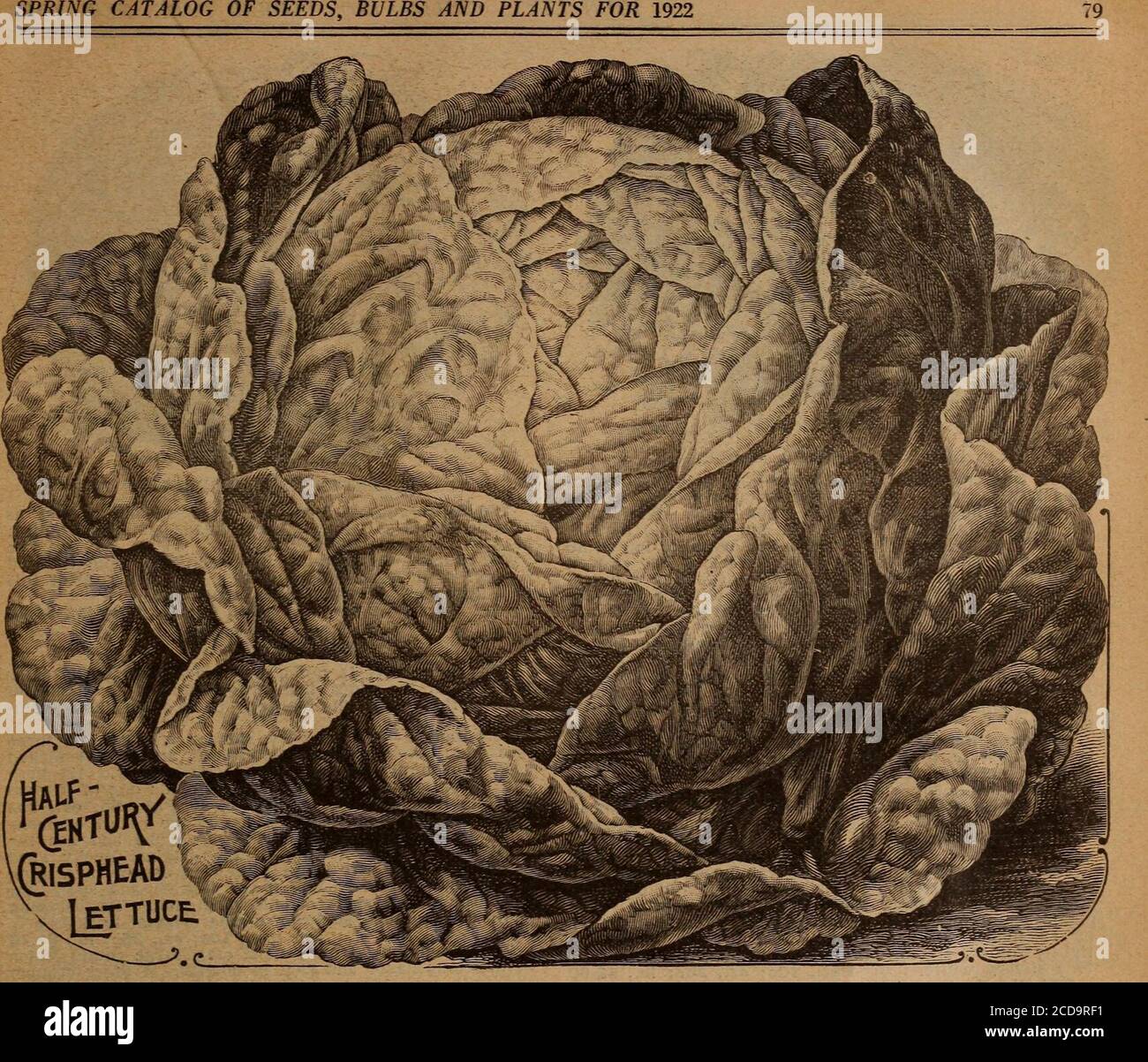 . Childs' Frühling 1922 : Samen, die Pflanzen, die Blumen, die Beeren blühen, die tragen bitte befriedigen. LAUCH, GIANT ITALIAN 782 der Lauch ist ein sehr winterharter, leicht angebauter Gemüsetisch mit mildem, angenehmem Geschmack und wird häufig für Suppen, Eintöpfe usw. verwendet, da sein Geschmack zarter ist als der der Zwiebel. Dies ist eine neue und sehr große Sorte, die beste für den allgemeinen Anbau. PKT., 10c; oz., 30c; lb., 3.00 USD. SALAT ein unverzichtbares Gemüse – sicherlich die feinste Salatpflanze bekannt. Leicht gewachsen, entweder im heißen Bett oder gar-den, und kann sehr früh gesät werden. Südlich von Mason und Dixons Linie kann es in der Ope gesät werden Stockfoto