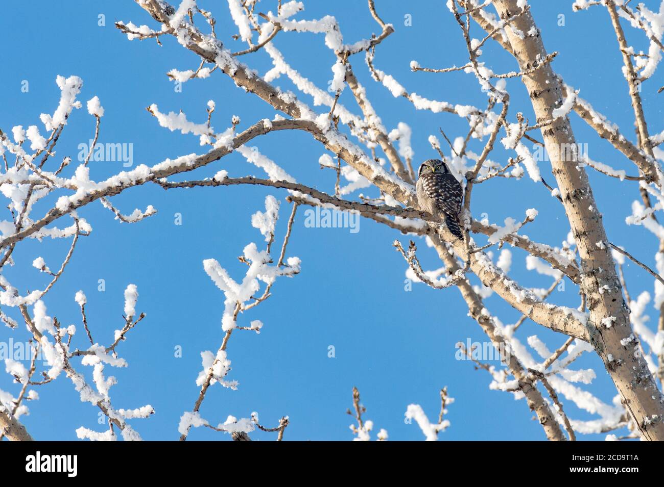 Northern Hawk in Québec, Kanada Stockfoto