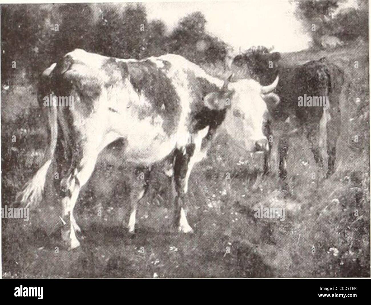 . Bebilderter Katalog der wertvollen Gemälde und anderer Kunstgegenstände, die kürzlich in den William Schaus Kunstgalerien, Fifth Avenue, New York, enthalten waren. Rechts von ihm, sein Hack zum Zuschauer, anattendant, mit einem Falken auf der Schulter, sitzt ein blaues Roan, während uns gegenüber ein anderer, bestiegen auf einem taubenfarbenen Pferd, der einen Vogel an seinem Handgelenk hält. Signiert am unteren Lift. Satz... Fromextix. EM1LE VAN MARCKE No. 278- französisch (1827-1890) DIE WEIDE - ABENDHÖHE, 20 Zoll; Länge, 25% Zoll im Vordergrund der Weideapale rötliche Kuh, mit cremigem Whit markiert Stockfoto