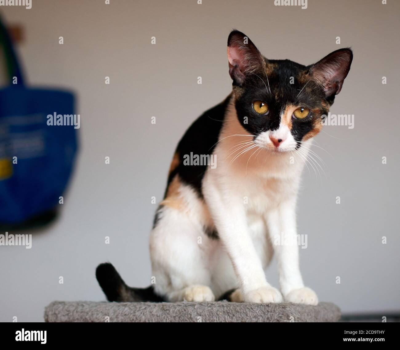 Vertikale selektive Fokusaufnahme eines Schwarzweiß-Motivs mit Gold Spots Katze sitzt auf einem Teppich Stockfoto