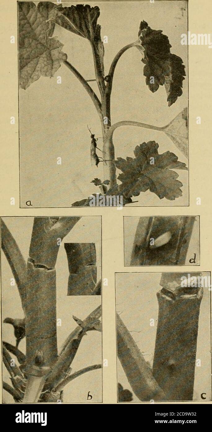 . Insektenschädlinge von Bauernhof, Garten und Obstgarten . gezäunte Stöcke können durch die Zwerge und gelbes Laub und die allgemeine ungesund Aussehen der Pflanze erkannt werden, und wenn nicht entfernt wird in der Regel sterben während der Saison. Kontrolle. - das einzige Methotl der Kontrolle ist, alle oldwood entfernt zu halten und auszuschneiden und alle betroffenen Stöcke im Fallor frühen Frühjahr zu verbrennen, wann immer die Verletzung am besten entdeckt werden kann. Der Johannisbeere-Stamm Girdler * in der späten Spitze, nachdem die jungen Johannisbeere-Triebe Reacheda Wachstum von mehreren Zoll haben, zwei oder drei Zoll der Spitzen einige Male welken, und fallen über und hängen schwebend oder fallen zu Stockfoto