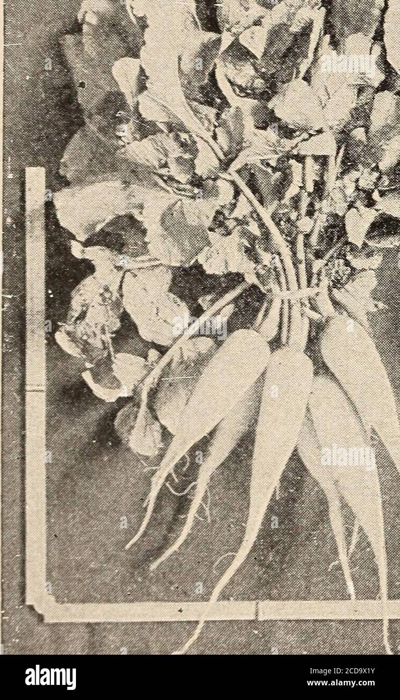 . Gemüseanbau. Ein Handbuch über den Anbau von Gemüse für den Hausgebrauch und Vermarktung. Zwei Wochen danach kann ein Erfolg von zarten Wurzeln gehabt werden. VV^inter Radieschen werden in der gleichen Art und Weise angebaut und gelagert, ebenso leicht wie Rüben. Die Samen werden im Juni oder Juli gesät und die Wurzeln im Herbst geerntet und in Kellern im Freien gelagert. Sie halten sehr gut. Win-ter Radieschen ähneln den er.rlyarten in der Qualität, butare fester in der Textur.der Kohlfloh Biene-Tele wirkt sich auf die jungen Pflanzen im Frühjahr und Summer. (Siehe Kapitel Insekten für reme-dies.) Die Wurzeln sind erlogen Stockfoto