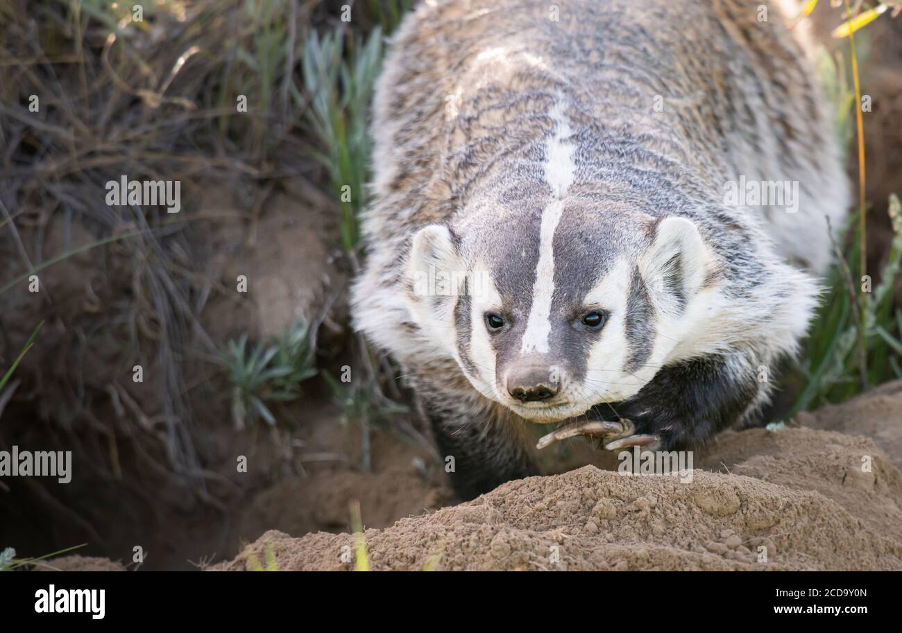 Dachs in den Prärien Stockfoto