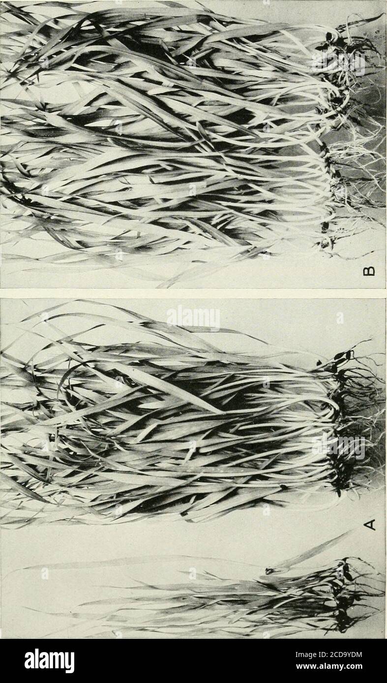 . Journal of Agricultural Research . Nr. 3, S. 19-21; Nr. 4, S. 27-29. (29) WAGONER, H. D. I917. DIE LEBENSFÄHIGKEIT OP RETTICHSAMEN (RAPHANUS SATIVUS L.) DURCH HOHE TEMPERATUR UND WASSERGEHALT BEEINFLUSST. In Amer. Jour. Bot., V.4, Nr. 5, S. 299-313, I Abb. Zitierte Literatur, S. 312-313. (30) Westerdijk, Jolia. 1911. De bestrijding van brandziekten in het gran. In Cultura, Jaarg. 23, Nr. 280, S. 588-598. PLATTE 48 Chevalier Gerstenpflanzen aus unbehandeltem und behandeltem Saatgut gemäß Tabelle III: A. – Pflanzen aus unbehandeltem Saatgut. Links sind die 21 Pflanzen dargestellt, die den ersten markanten Hel-Nachweis zeigen Stockfoto