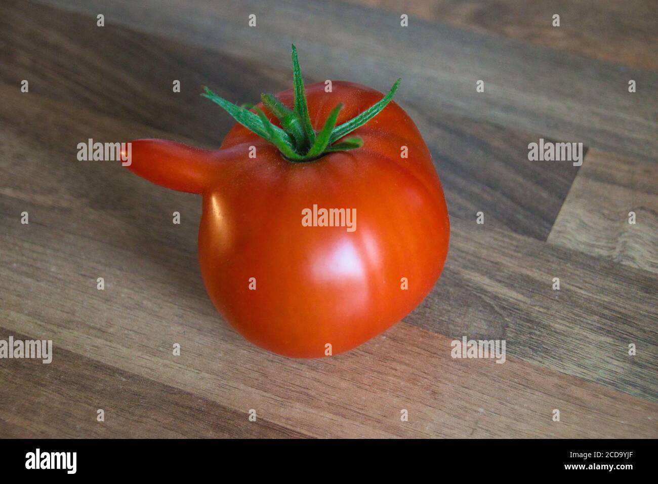 Deformierte abnorme abnorme anomale rote Tomate. Verformung durch kalte Witterung während des Eisprungs. Seltsame Formen gewachsen mutierte Tomaten. Stockfoto