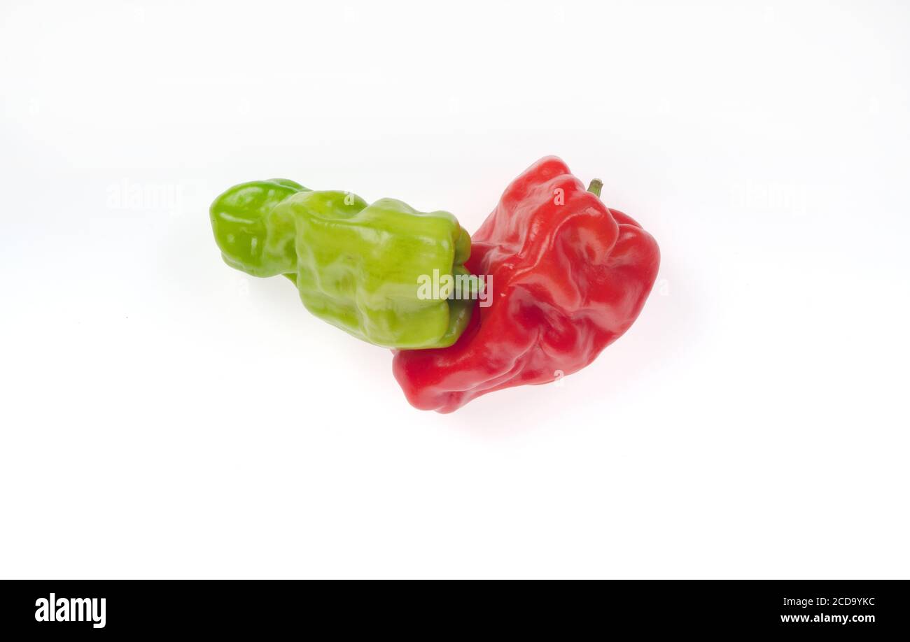 Dragon's Toe rote & grüne chinesische Paprika, Capsicum annuum, in der Regel in Rührfries & Salate verwendet Stockfoto