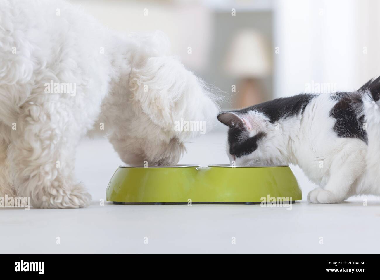 Kleine Hund Malteser und schwarz-weiß Katze essen aus einer Schüssel im Haus Stockfoto