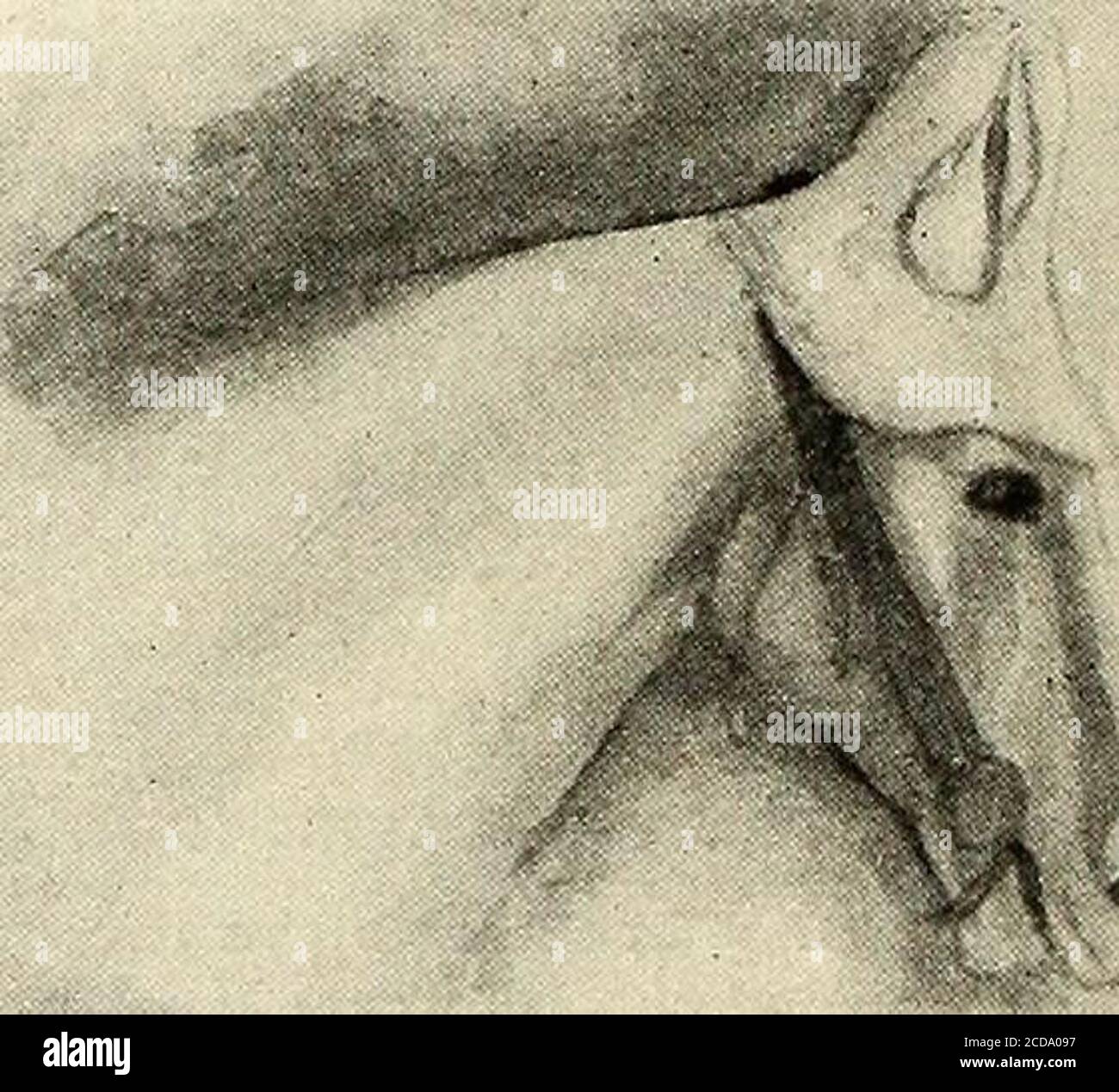 . St. Nikolaus [Serie] . RODERICK White, Elizabeth Bishop Ballard, James J.Macumber, Margaret L. Garthwaite, Agnes J. Hille-hecht, Eleonore F. Hahn, Marjory Anne Harrison, Helen Livingston, Susie F. Iden, Cleos L. Rockwell, Isabel C. Garcia, Haryot Kathleen Pease, EmilyStorer, Marian Cober, L. Beatrice Todd Henry, Don W. PitguerElizabeth ColgerebleerOlive J. A. B. KramerLoulon SloetEmily Grace HanksRose C. GoodeFern ForresterDelia Farley DanaEdna PhillipsDonald McMurrayAlbert IzorSara D. BurgeCarl HenkingThalia GrahamMary M. AlexanderTalbot F. HamlinR. A Stockfoto