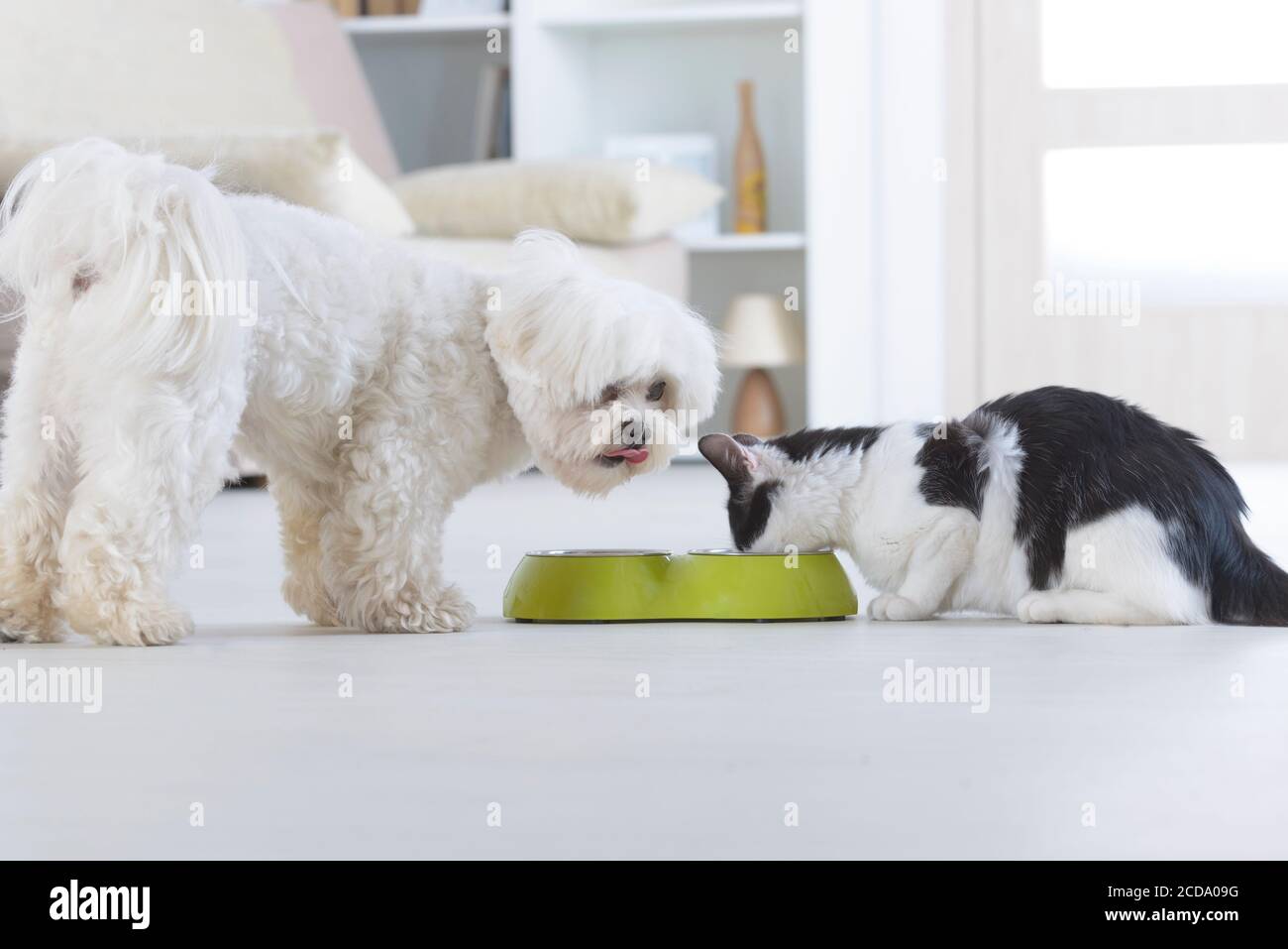 Kleine Hund Malteser und schwarz-weiß Katze essen aus einer Schüssel im Haus Stockfoto