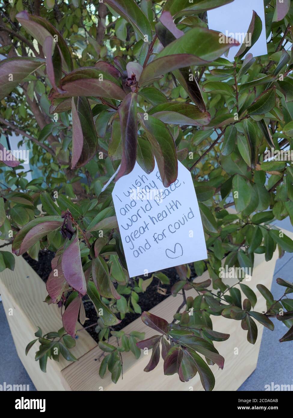 Nahaufnahme der Notiz über einen Zweig eines Wunschbaums im Rathaus in San Ramon, Kalifornien, auf dem Gemeindemitglieder hoffnungsvolle Nachrichten oder andere Bestätigungen platzieren, 3. Juli 2020. () Stockfoto