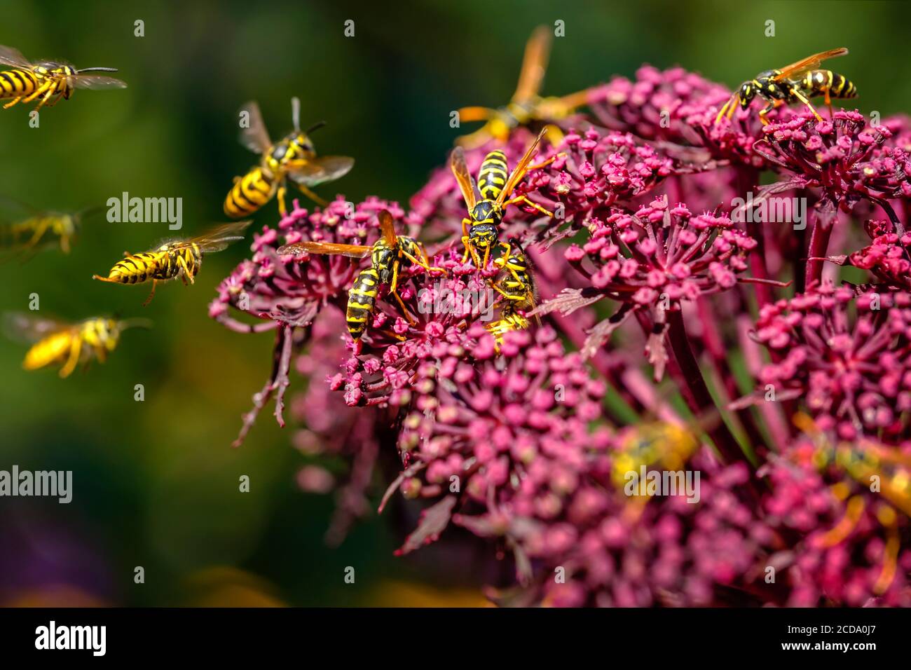 Wespen (Deutsche Wespe / Vespula germanica) bestäuben und kämpfen um die Rote Engelwurz (Angelica gigas). Stockfoto