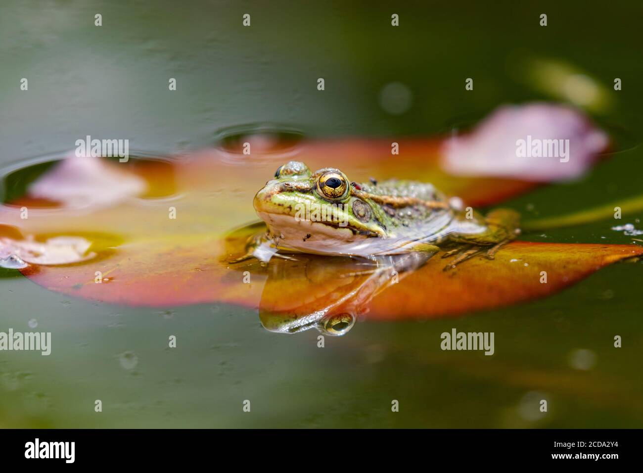 Iberischer grüner Frosch (Pelophylax perezi), zwischen Seerosenpads. Selektiver Fokus. Spanien Stockfoto