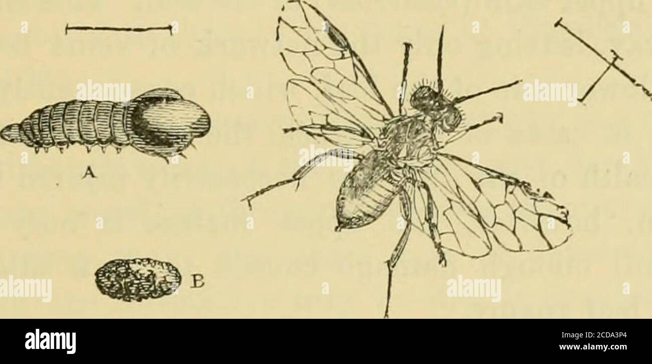 . Bericht über Beobachtungen von schädlichen Insekten und gemeinsamen Schädlingen, im Laufe des Jahres ... : mit Methoden der Prävention und Abhilfe . AR UND CHEKRY SÄGEBLATTFLIEGEN. 101 unten, daß nicht zehn Prozent, von den Larven in ihren Kokons (soweit untersucht) ahve waren; und wo eine doppelte Quantität Nitrat apphed wurde, wurde ein noch kleiner Anteil der Maden gefunden, lebendig zu sein. Kali-Muriat in etwa gleichen Mengen zeigte Ergebnisse von jeweils fast der Hälfte oder drei Viertel der Maden tot in ihren Kokons. Ich bin mir nicht bewusst, dass die Wirkung von Kalk versucht wurde, aber die Experimente sind in gegeben Stockfoto