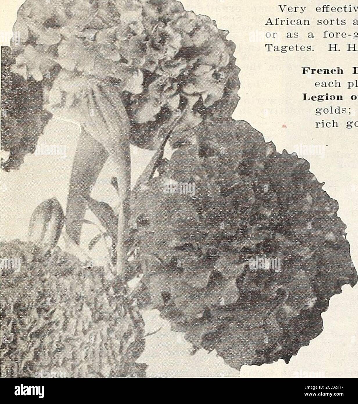 . Bauernhof und Garten jährlich : Frühjahr 1913 . ANNTJAh I.A!UJKPt;k. FIRMA CURRLE BROTHERS, MILWAUKEE, WIS. RINGELBLUME... 1IABIG0LD ATM CAN. MALOPE. Sehr effektive Pflanzen für Beete oder Ränder, freiblühend-, von leichter Kultur. Die afrikanischen Sorten eignen sich am besten für die Mitte von Beeten oder Rücken von Rändern, die Französisch für Kantenor als Vorgrund für größere Pflanzen. Für andere Sorten siehe Calendula und Tagetes. H. H. A. Pkt.French Double Mixed – EINE Sorte dieser feinen jährlichen bisher unerreichten, jede Pflanze bildet ein schönes Bouquet in sich. Oz. 25c 5 Legion of Honor (Little Brownie) – der schönste aller Zwerge Mari- Stockfoto