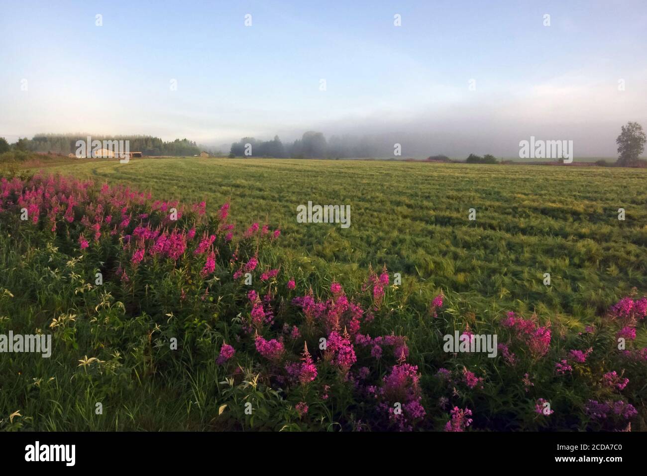 Landwirtschaft Stockfoto
