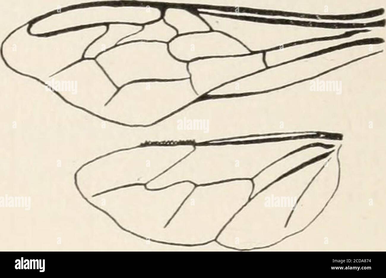 . Evolution und tierisches Leben; eine elementare Diskussion über Fakten, Prozesse, Gesetze und Theorien über das Leben und die Evolution von Tieren. D Individuen (das heißt, junge aus unbefruchteten Eiern geboren) Wie die Honigbiene Drohnen, bestimmte ganze Generationen von verschiedenen Gallenfliegen, Sägefliegen, Blattläuse, etc., regelmäßig sind) auch variieren.im Falle von männlichen Bienen, Maleaneds, weiblichen Blattläusen, etc., etc., die Individuen unterscheiden sich ganz so sehr wie Individuen der gleichen Arten der bisexuellen Abstammung. Die Variation der Drohnenbienen (par-thenogenetisch produziert) als vergleichbar mit der der Arbeiter(von fert Stockfoto