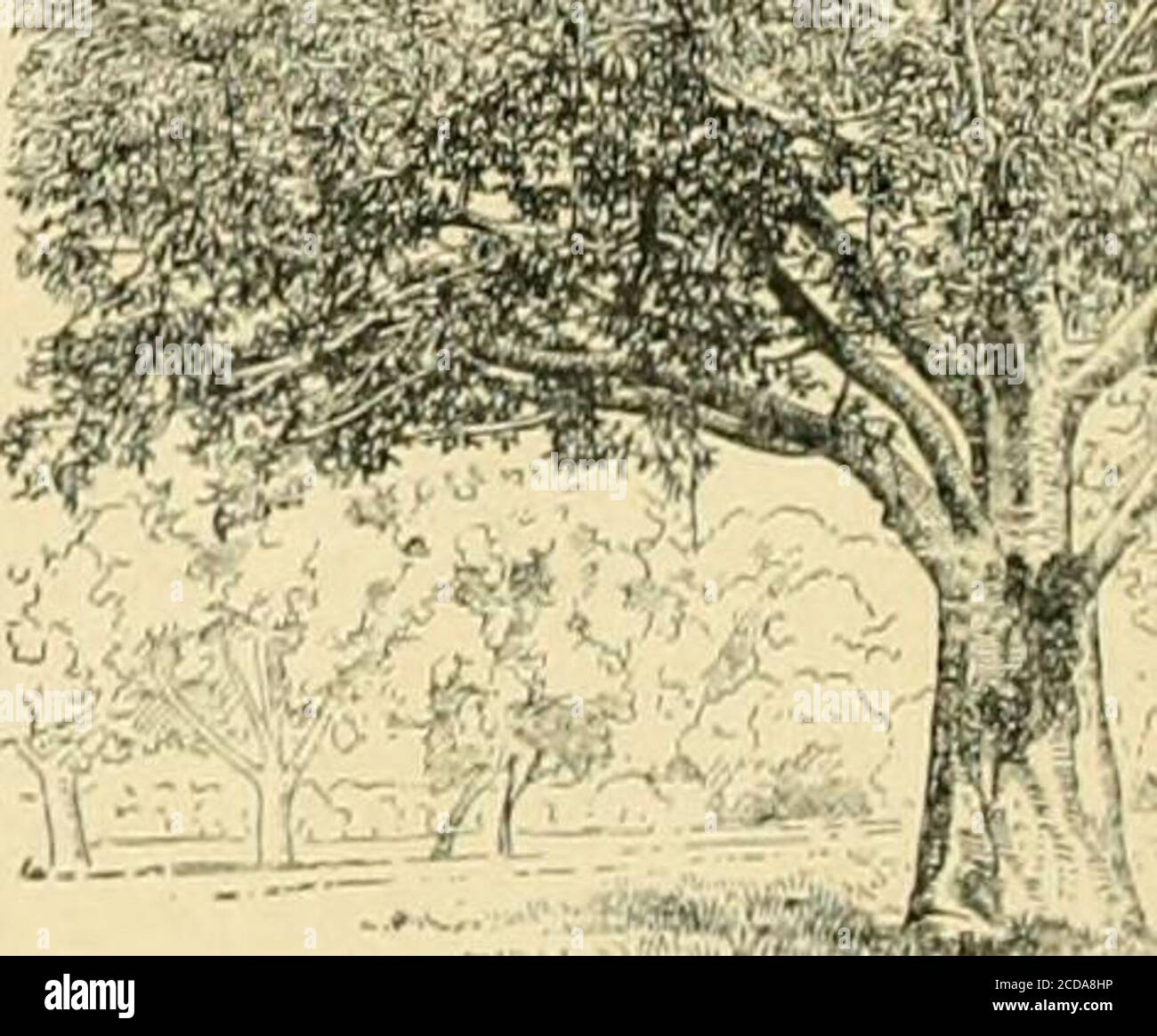 . Die Standard-Cyclopedia des Gartenbaus; eine Diskussion, für den Amateur, und der professionelle und kommerzielle Züchter, über die Arten, Eigenschaften und Methoden des Anbaus der Arten von Pflanzen in den Regionen der Vereinigten Staaten und Kanada für Ornament, für Phantasie, für Obst und Gemüse gewachsen; Mit Schlüssel zu den natürlichen Familien und Gattungen, Beschreibungen der gärtnerischen Fähigkeiten der Staaten und Provinzen und abhängigen Inseln, und Skizzen von bedeutenden Gartenbauern . E, von denen das Fruchtfleisch einige Male gegessen werden soll und der Saft, der für die Herstellung eines Getränks verwendet wird. Die BA Stockfoto