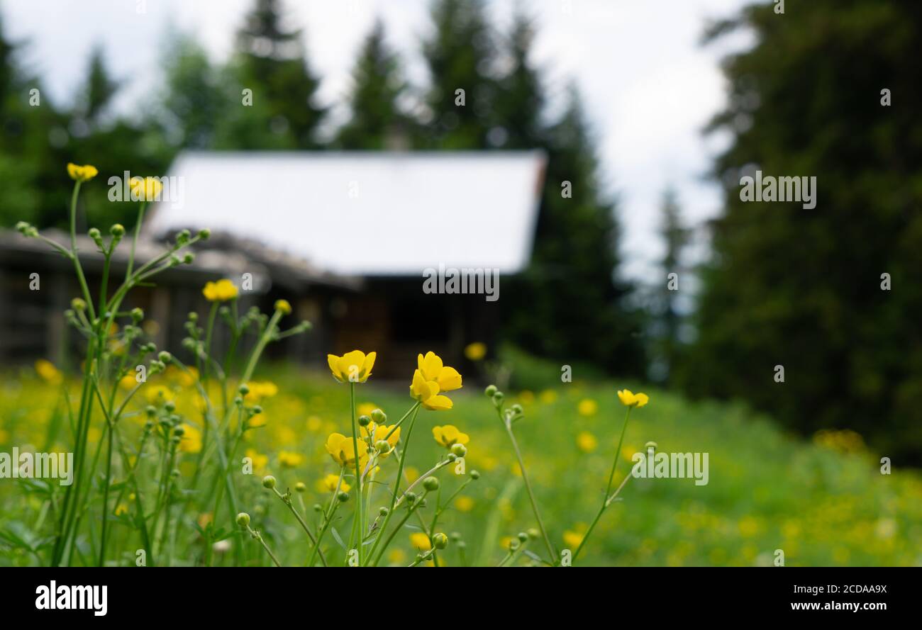 Im Fokus gelbe Blumen mit einer verschwommenen Kabine in der Hintergrund Stockfoto