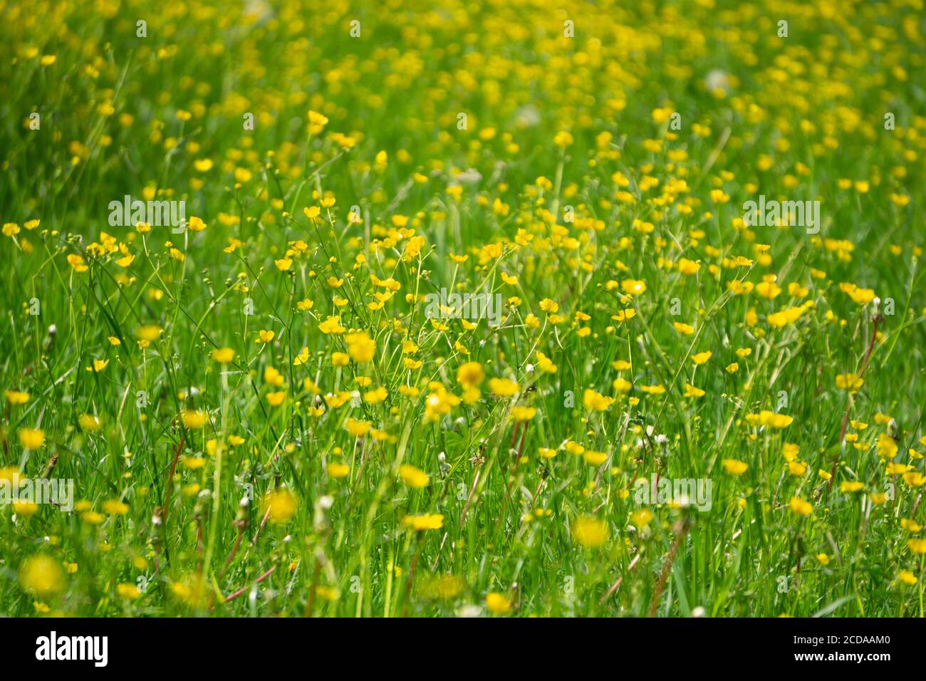 Schöne Almwiese mit leuchtend gelben Blüten Stockfoto