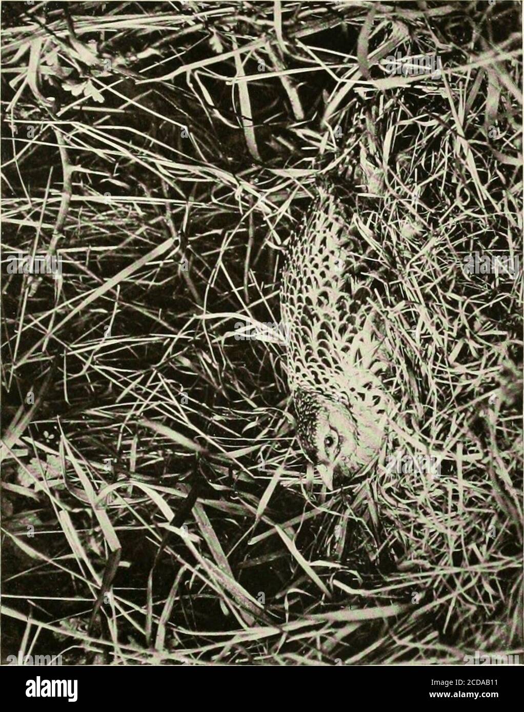 . Fasane in verdeckten und Voliere. Besitzen durch die Entdeckung einer merkwürdigen Tatsache, die uns erklärt, daß es ein Bewohner von England für overeioht hundert Jahre gewesen ist. W. Boyd Dawkins schreibt in einem Brief an den Herausgeber des Ibis vom 20. April 1859: Es kann für Ihre Leser von Interesse sein zu wissen, dass die älteste alte Aufzeichnung des Auftretens der Fasane inGroßbritannien im Trakt gefunden werden De itiventioneSanies cruets notre en Jilotiie acuta et de ductione ejitsdeniap2td Waltham, herausgegeben von Manuskript im BritishMuseum, Und veröffentlicht im Jahr 1864. Nun, der Punkt dieser Passage ist, dass es Stockfoto