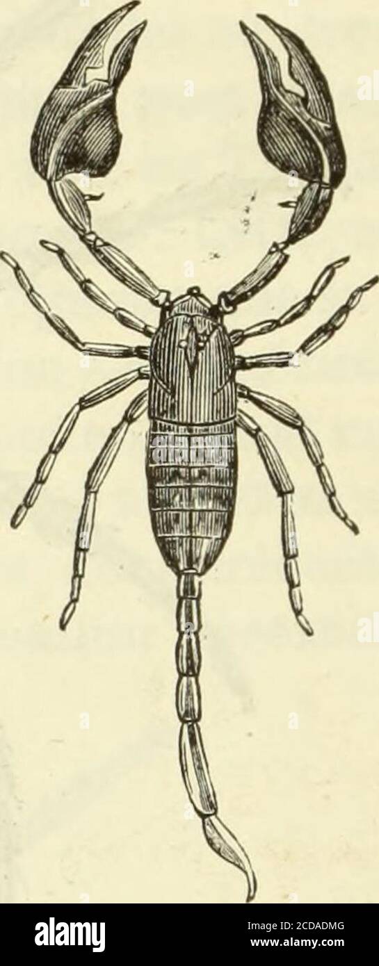 . Histoire naturelle des drogues simples : ou Cours d'histoire naturelle professé a l'École supérieure de pharmacie de Paris . Abb. 963. – Malmignatte. Abb. 9 64. - Scorpion roussâtre. Venimeux : leurs stigmates sont au nombre de huit, et disposésquatre par quatre, de chaque côté de la longueur du ventre.Leurs palpes sont très-forts, courbés en avant en Arc de cercle, et terminés par deux doigts en formede pince, Dont lextérieur est mobile.ILS forment le Genre des Skorpions, etsont retoutés pour la violence de leurvenin. Le scorpion dAfrique (Scorpioafer) est long de 13 à 16 centimètres,dun bl Stockfoto