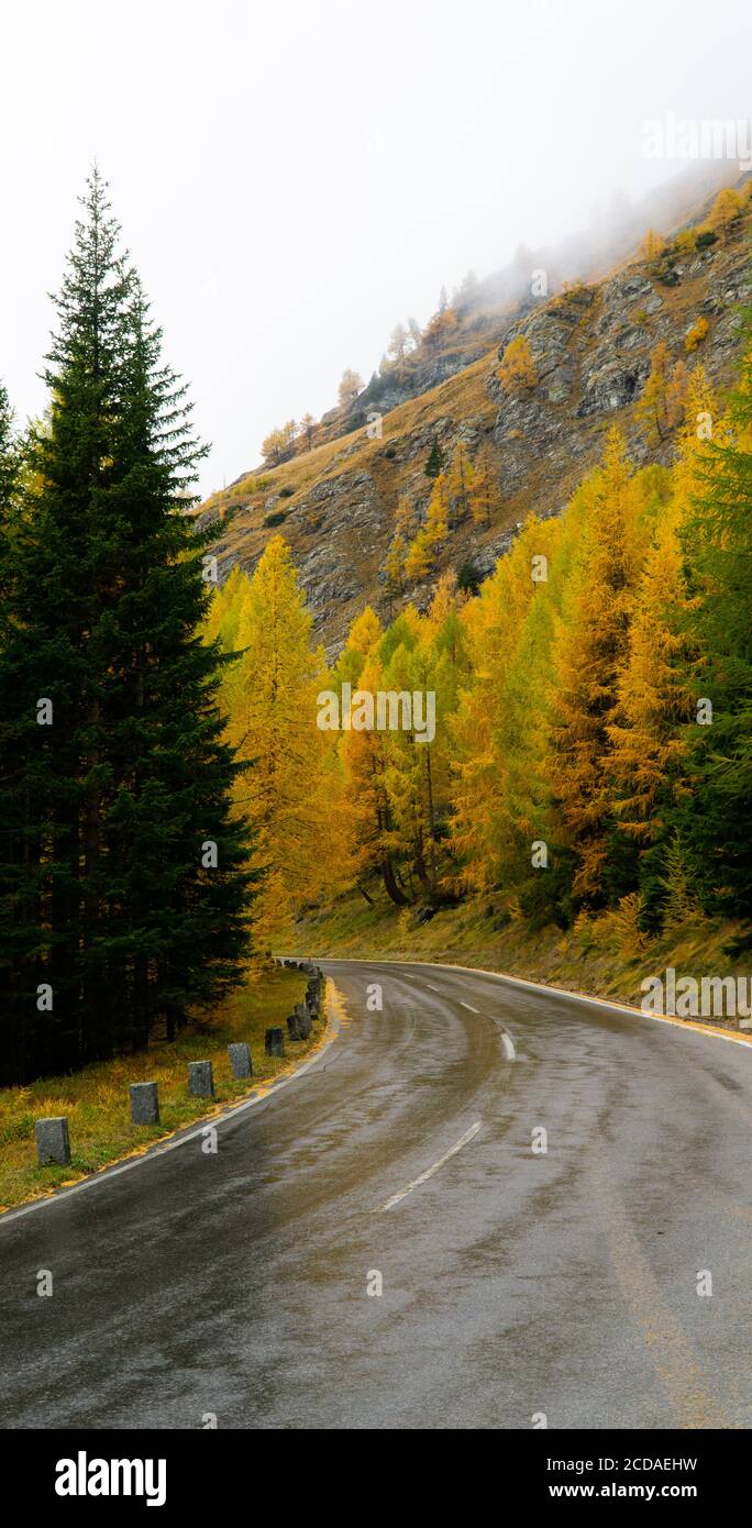 Straßenüberquerung durch schönen Wald im Herbst Stockfoto