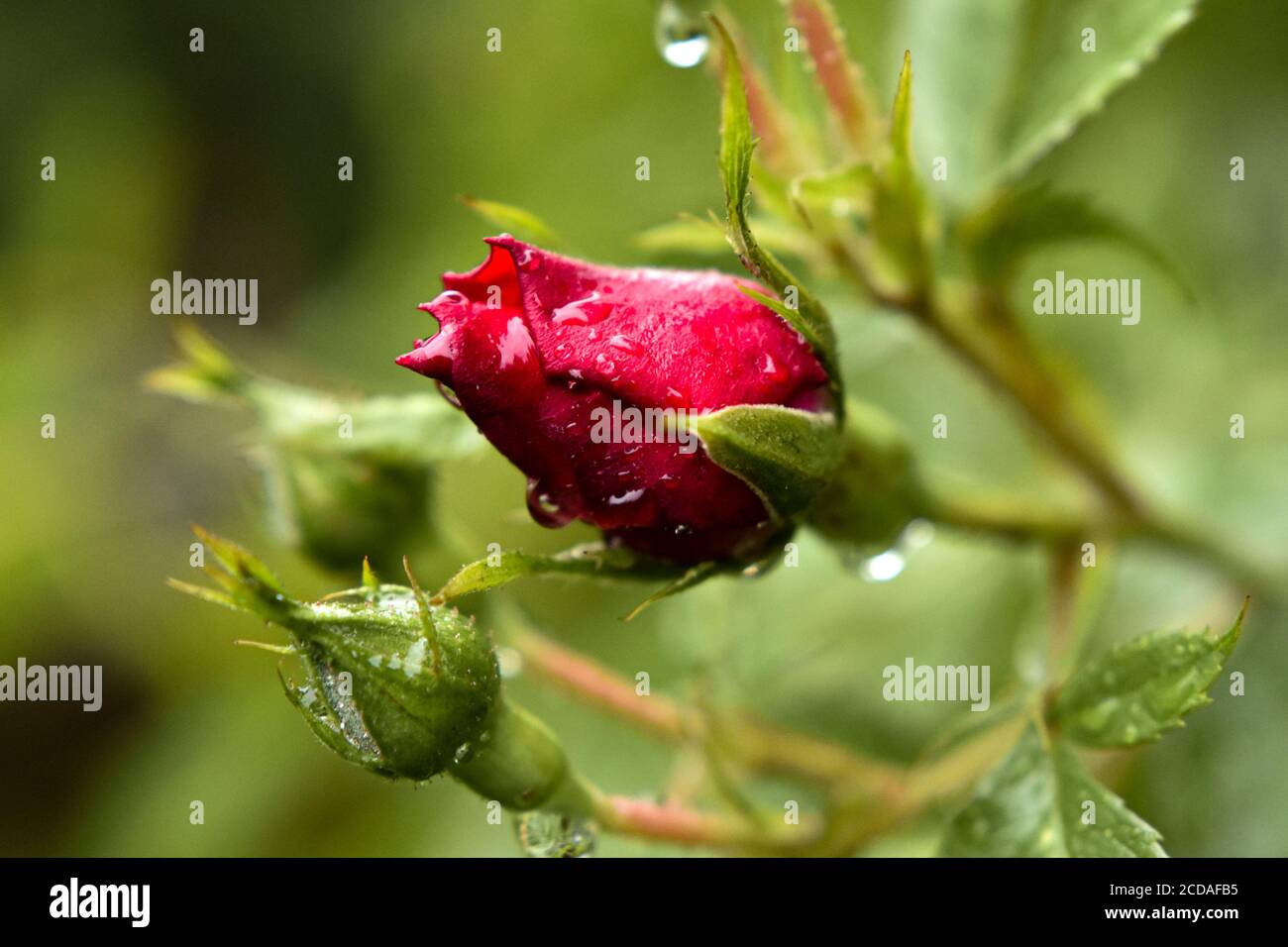 Kopf der zarten roten Rose mit Tautropfen. Wilde Rose nach Regensturm. Schöne rote Rose Knospe mit Wassertropfen. Rosengarten im Frühling. Stockfoto