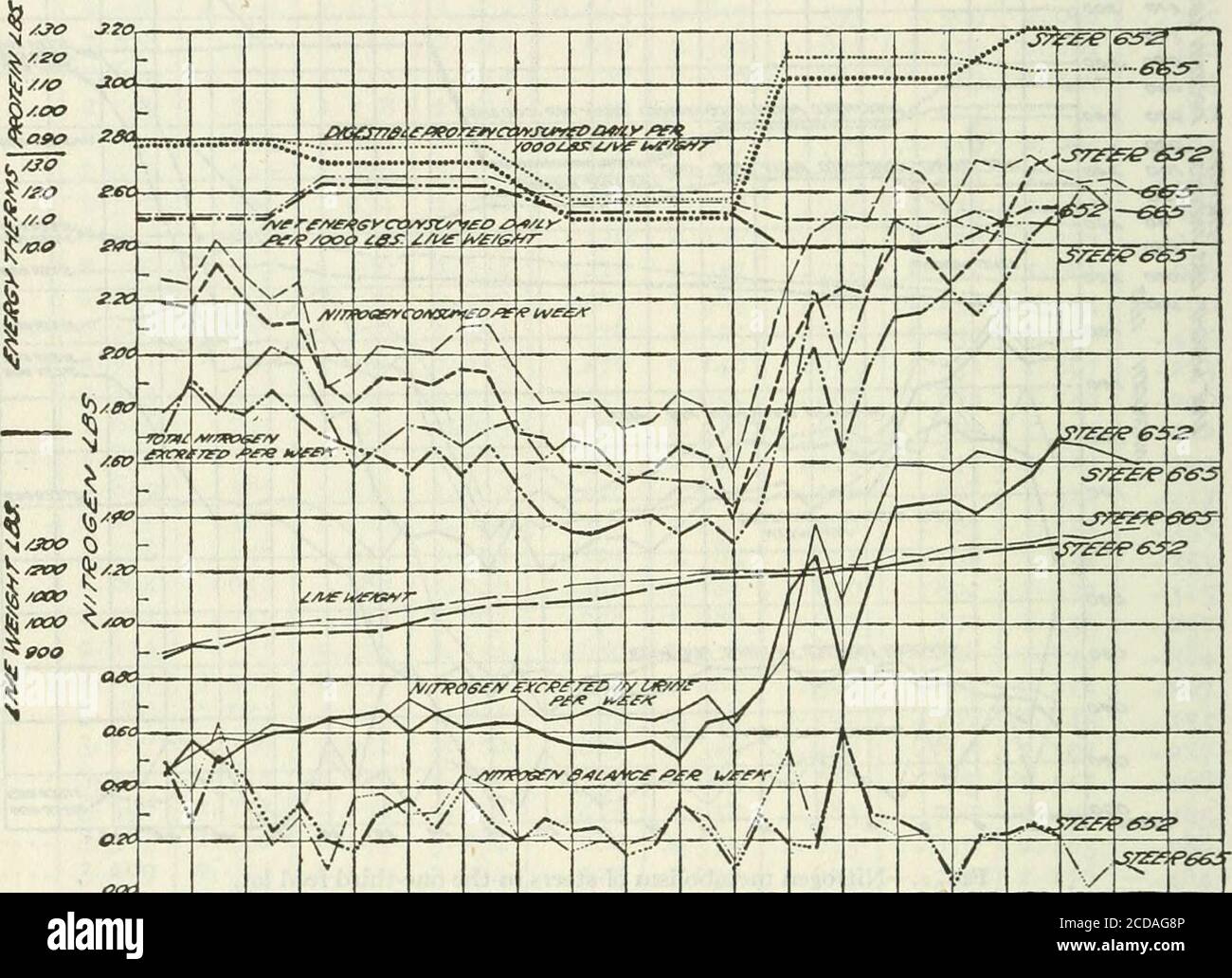 . Journal of Agricultural Research . ed, dass in den gleichen Zeiträumen die Aufnahme von verdaulichem Protein und Nettoenergie für die ein-Drittel Futtermittel-Steer war wesentlich größer als für die Wartung Steer. Folglich war die Zunahme des Lebendgewichts schneller und mehr uni- 2 50 Journal of Agricultural Research voi. xviii, Nr. s Formular. Offenbar gibt es jedoch nur wenig Zusammenhang zwischen den Kurven, die die Lebendgewichte zeigen, und den Kurven, die den Protein- und Energieverbrauch zeigen. Wie bei der Wartung Los, die Kurven, die die Stickstoff Aufnahme, die Stickstoffausscheidung, und die Harnwege Stockfoto