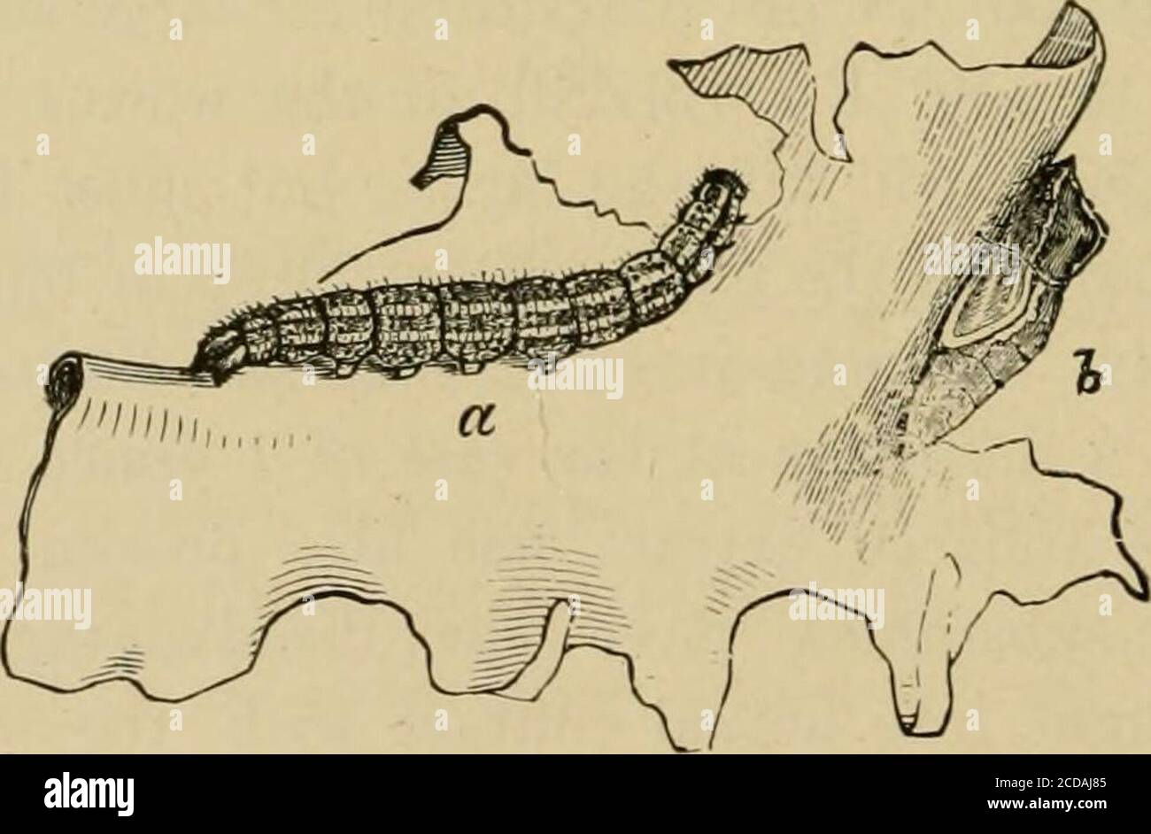 . Insektenschädlinge von Bauernhof, Garten und Obstgarten . Abb. 259. – der südliche Kohlschmetterling; a, männlich; b, weiblich. (Nach Riley.) auf dem Flügel zu unterscheiden. Das Weibchen ist stärker mit Schwarz markiert, wie in Abb. 259. Die Raupe hat eine angenehm-blaue Farbe mit vier länglichen, gelben Streifen und. Abb. 260. – der südliche Kohlschmetterling: A, Larve; &, Pupa. (Nach Riley.) mit Ijlack Punkten bedeckt. Die Gewohnheiten sind dem importierten Kohlwurm sehr ähnlich, und es sollten die gleichen Kontrollmethoden verwendet werden. * Pontia Protodice Boisd. Familie Pieridae. SCHÄDLICH FÜR KOHL UND KREUZBLÜTLER C Stockfoto