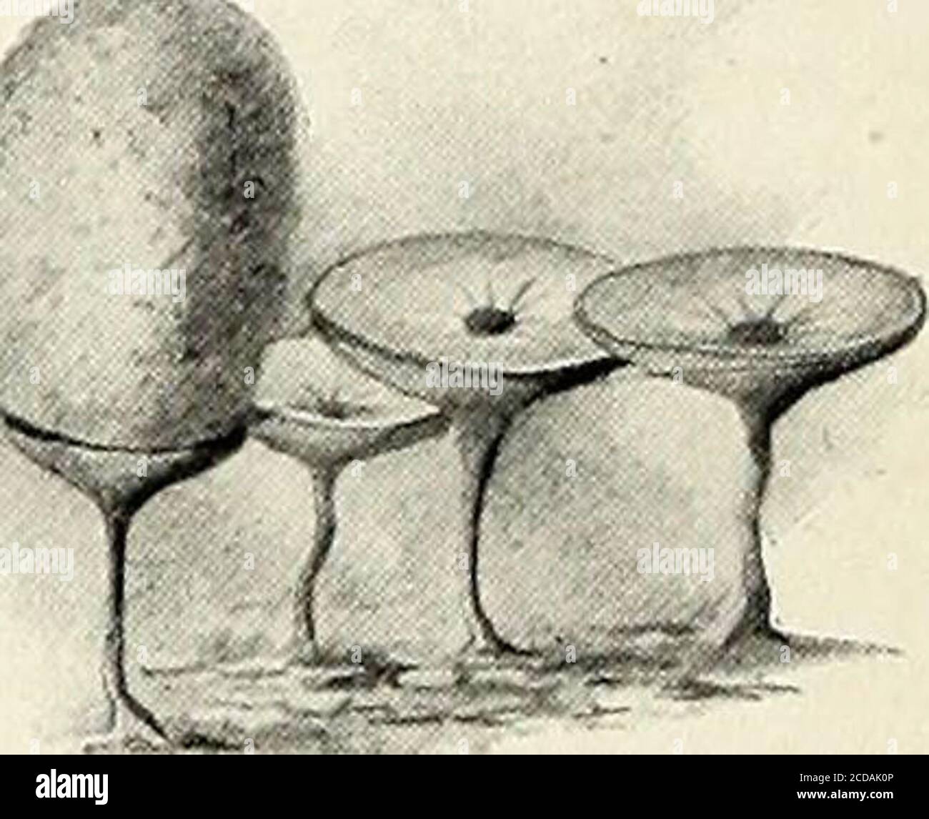 . St. Nikolaus [Serie] . TINY SALVERS,• EINE MIT EINEM FLOSSYCYLINDER VON OBST. MAN HAT EIN WOLLÄHNLICHES WACHSTUM DER SPOREN. FEENARTIGE CLUSTER VON SPORENSPOREN AUF LANGEN, KRUMMEN, VERWINKELTEN STIELEN. (STARK VERGRÖSSERT.) FORM, WIE KRULLEN, ALS LEICHT MAGNIFIEDBY EIN TASCHENMIKROSKOP. Wunderbar! Ja, in der Tat; und doch kein won-der, für was Sie beobachtet haben, ist eine Form von Protoplasma, einfache lebende Materie, themost wunderbare Substanz, die wir wissen, any-thing about. Und nur daran zu denken, außerhalb der Türen, Strom-ing über IhrObstgarten in thatunprotectedway. Littlewonder thatyou alle weresurprised und bezaubert! Stockfoto
