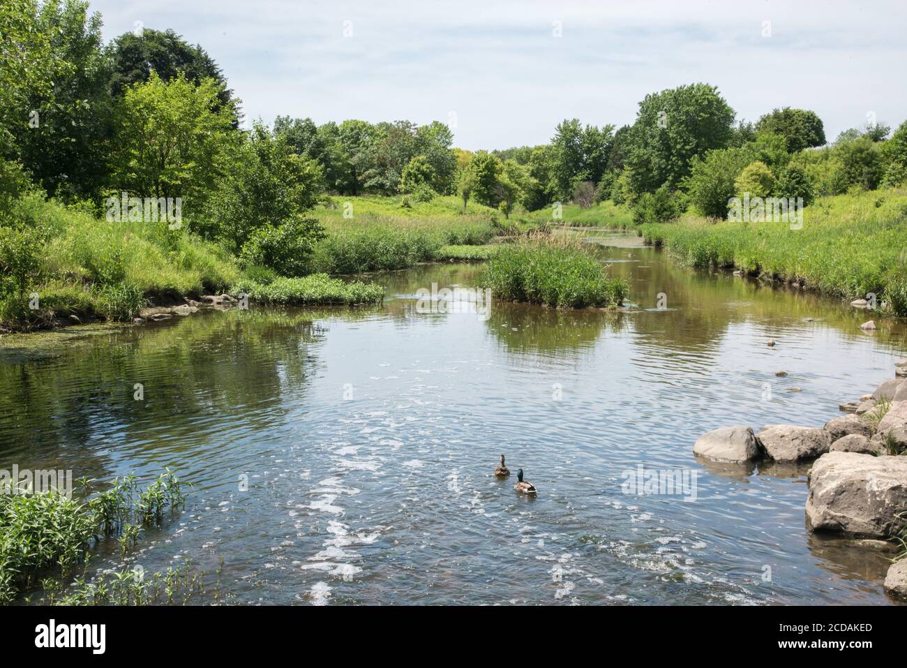 Männliche und weibliche Stockenten schwimmen im natürlichen Feuchtgebiet Lebensraum umgeben von üppigem, nicht kultiviertem Grün in Aurora, Illinois Stockfoto