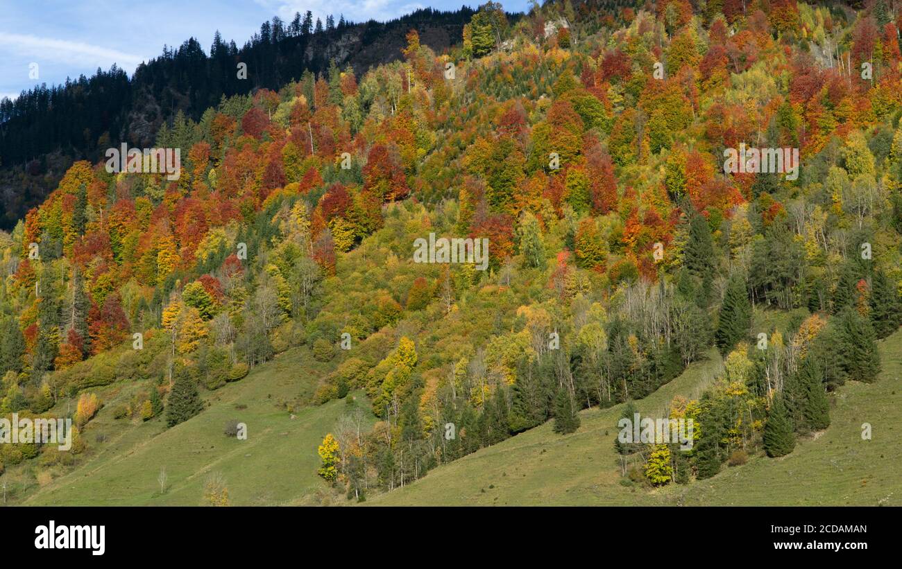 Farbenfroher Wald in den Alpen Stockfoto