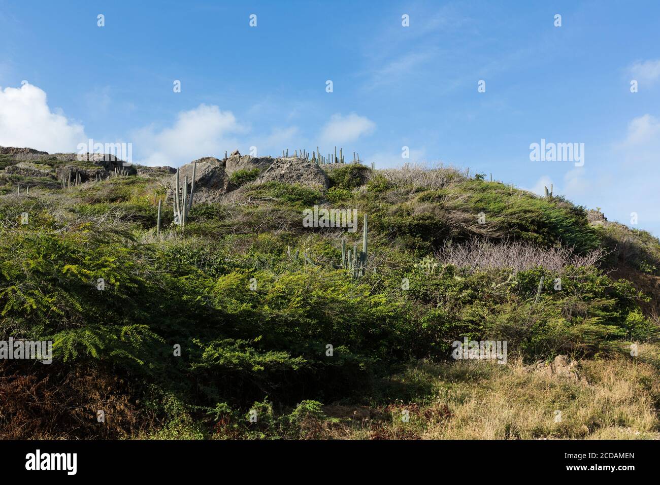 Trockener Dorn-Peeling-Wald in der Region Bandabou im Nordwesten von Curacao mit Akaziensträuchern und Kolumnar Mexican Organ Pipe Cactus, Stenocereus griseus, kno Stockfoto